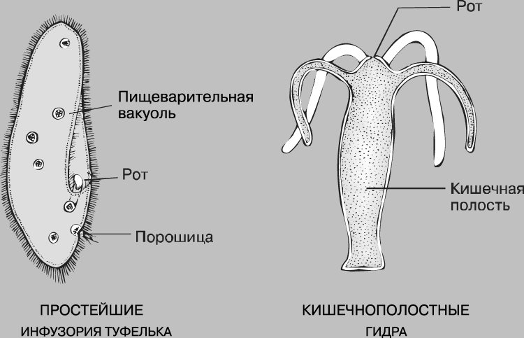 Что такое кракен сайт в россии